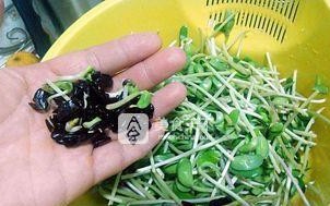 爱吃蔬菜，健康有保障——蒜香黑豆苗的制作方法（掌握这种做法，让您的厨艺更上一层楼！）