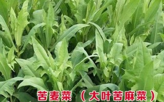 家常菜谱（营养美味的汤苦麻菜，让你健康又满足）