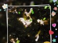 美味可口的猪肉泡菜汤（怎样做才好吃？）