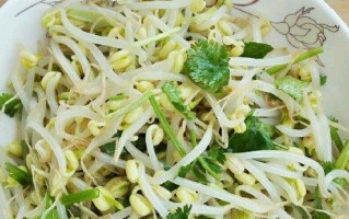 以素拌绿豆芽，清新口感满分（清爽美味，健康养生的菜肴选择）