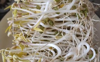 自发豆芽的制作方法（用家庭小工具种出营养好味的豆芽）