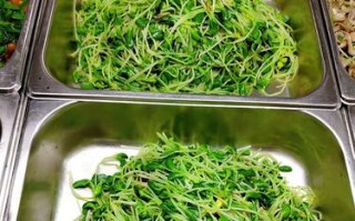 美味营养的虾球拌黑豆芽（教你如何做好虾球拌黑豆芽，健康又美味的佳肴）