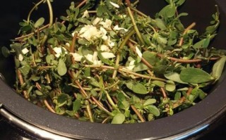 以马齿苋为主料，搭配蒜茸，让你尝到农家的味道（以马齿苋为主料，搭配蒜茸，让你尝到农家的味道）