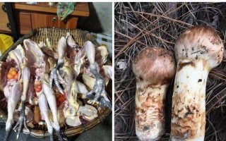 味蕾盛宴，以松茸土鸡煲为主（鲜香爽口，健康营养，土鸡和松茸的完美结合）