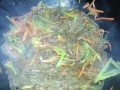 农家红薯粉的香炒做法（农家红薯粉的口感优化与技巧）