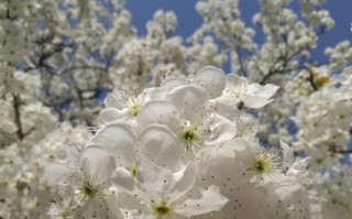 如是梨花的做法与口感分享（品味如诗如画的梨花果冻，更多做法尽在本文）