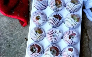 美食制作（甜蜜诱惑，美味无限）