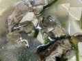 一道清热解毒的鱼头白玉汤（以鲫鱼为主材，带你轻松学会鱼头白玉汤的做法）