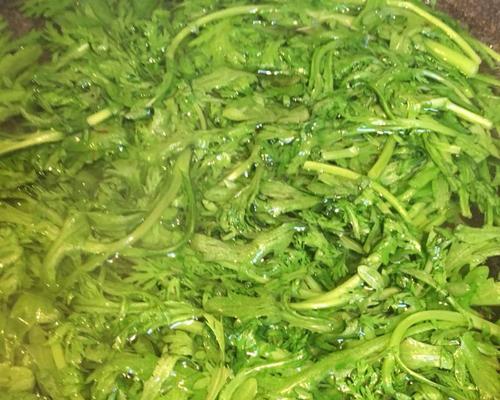 蒜香茼蒿的美食做法（新鲜茼蒿搭配蒜香，营养美味双丰收）-第3张图片-美味行家