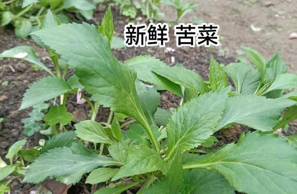 家常美食（香干马兰头，清爽下饭必备佳品）-第2张图片-美味行家
