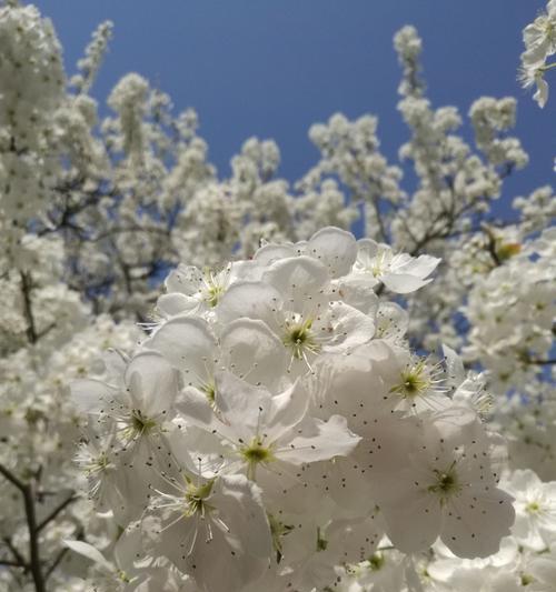 如是梨花的做法与口感分享（品味如诗如画的梨花果冻，更多做法尽在本文）-第1张图片-美味行家