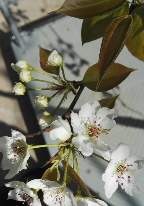 如是梨花的做法与口感分享（品味如诗如画的梨花果冻，更多做法尽在本文）-第2张图片-美味行家