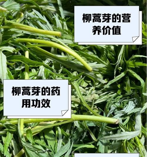 探秘拌柳芽的美味做法（走进春天的餐桌鲜美无比的柳芽拌餐）-第3张图片-美味行家