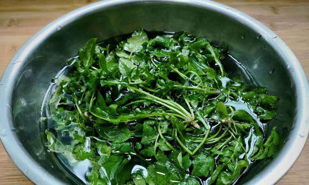 蒸苜蓿的做法及营养价值详解（从原料选购到烹饪技巧，教你制作美味健康的蒸苜蓿菜品）-第2张图片-美味行家